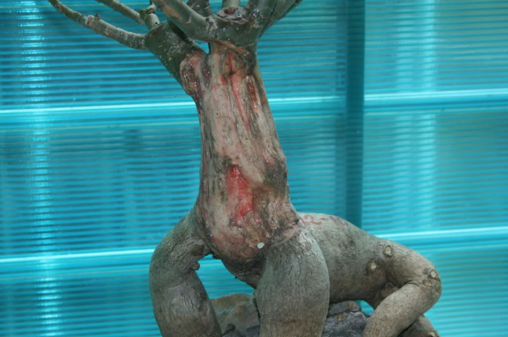 Keo liền sẹo có dùng được cho sứ thái ????