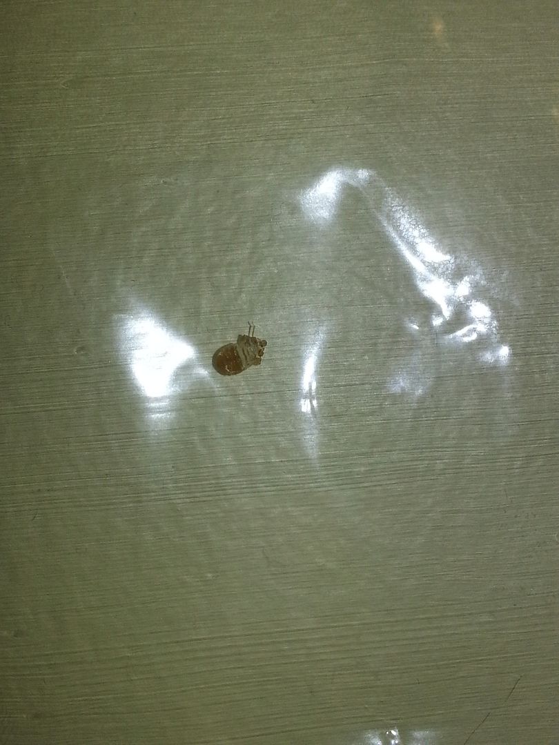 bed bug shell [a: cast skin of bed bug or closely related] Â« Got Bed ...
