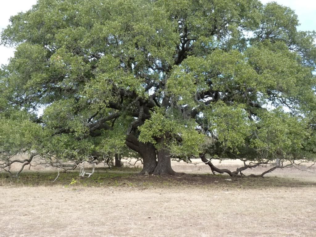 oak2.jpg