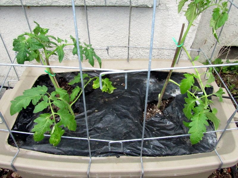  photo IMG_2288_zps819e7588.jpg