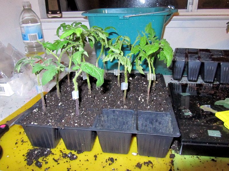  photo IMG_2688_zpsfd944d2a.jpg