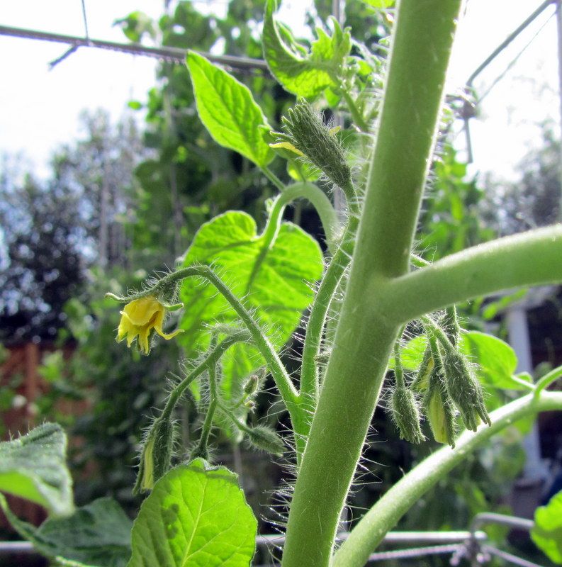  photo IMG_2747_zps078f15fb.jpg