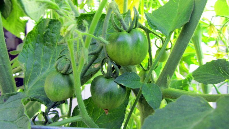  photo IMG_2760_zpse3aacef2.jpg