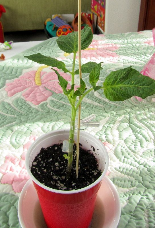  photo IMG_2763_zps433db706.jpg