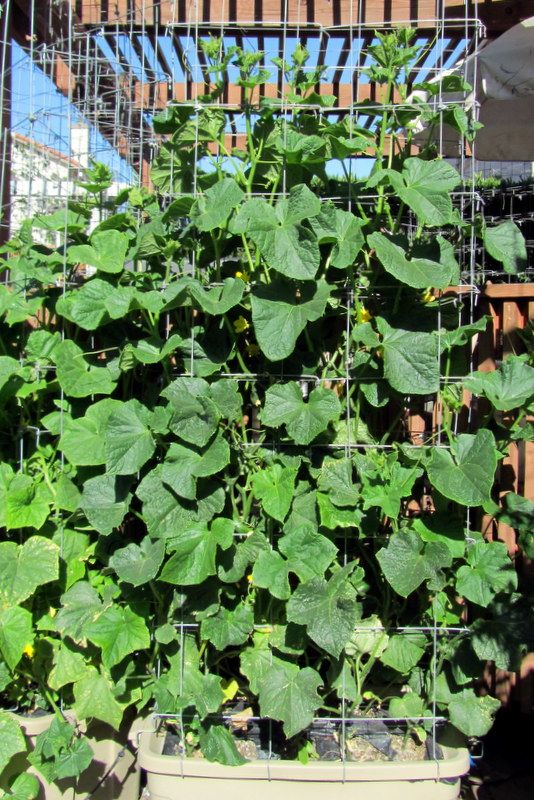  photo IMG_2854_zps0aaaa4e7.jpg