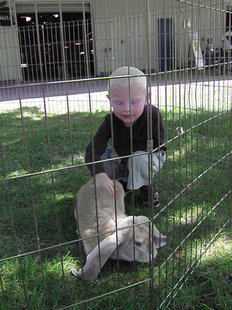 County Fair FFA, Petting huge-eared bunny