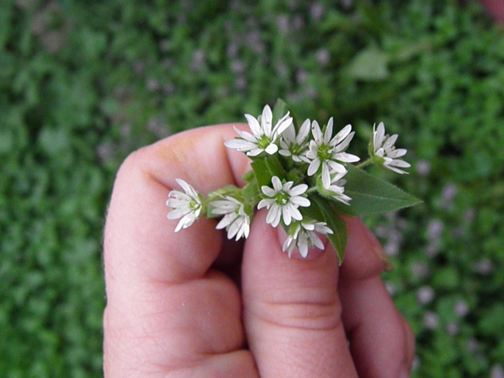 Backyard Pinch Bouquet, Finger Bouquet