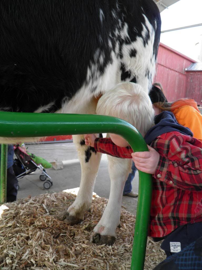Kayne milking cow photo PA262156_zps15ad0255.jpg