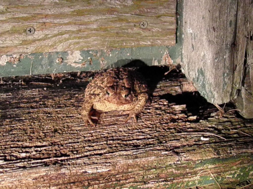 Ribbit Park, Froggies come out after it rains