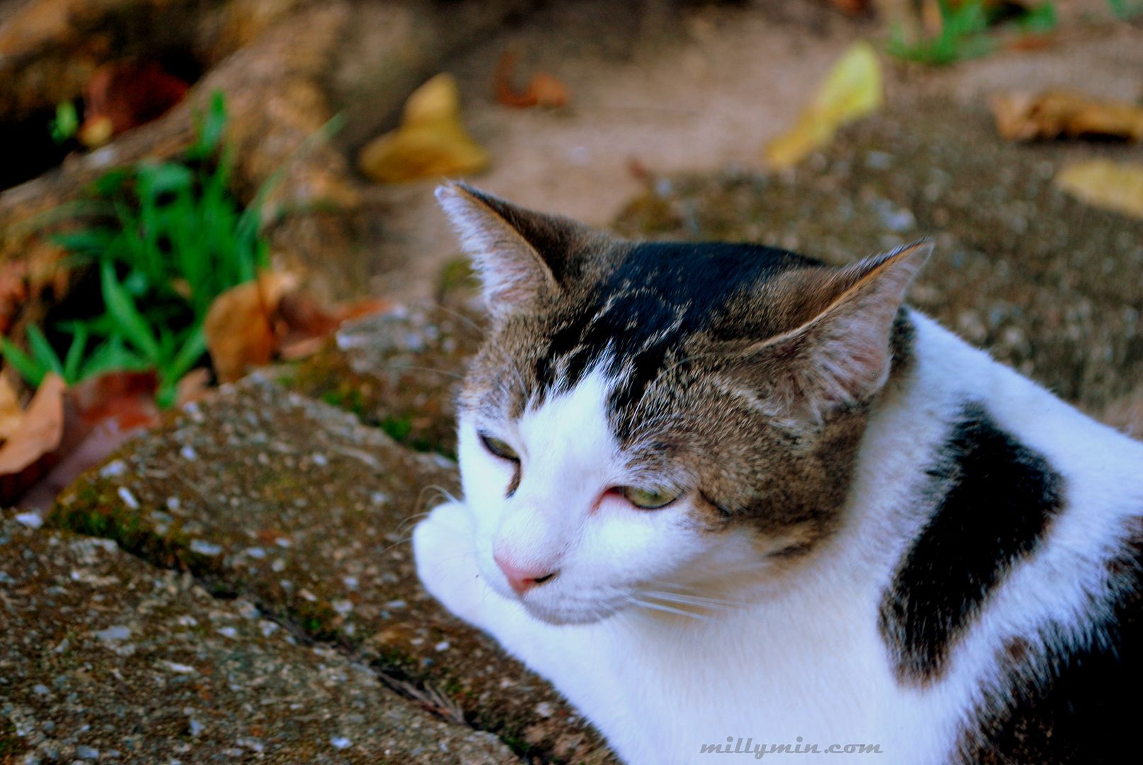 photo DSC_0564_zps8gy4uhxj.jpg