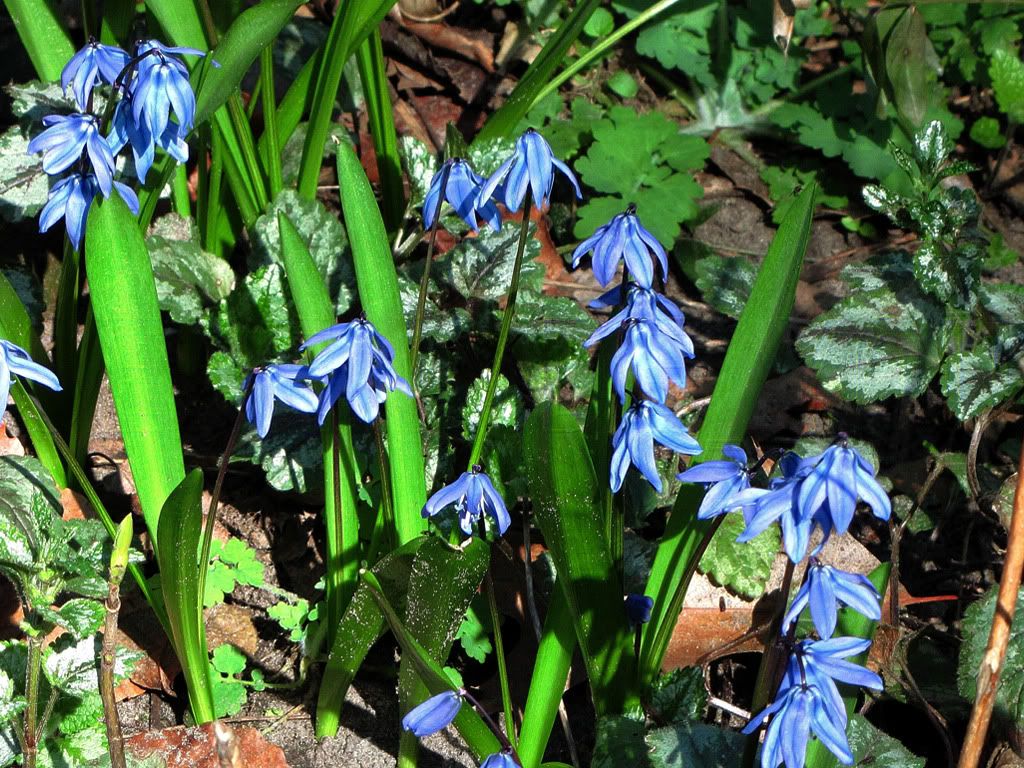 Siberian Squill