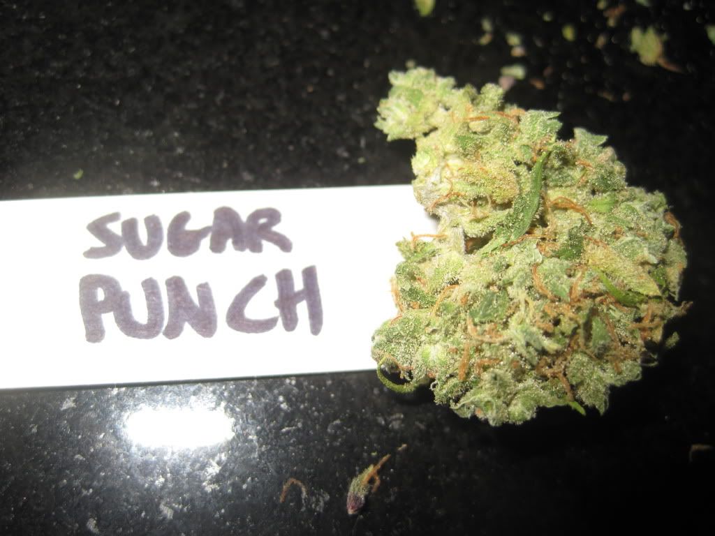 Sugar Punch