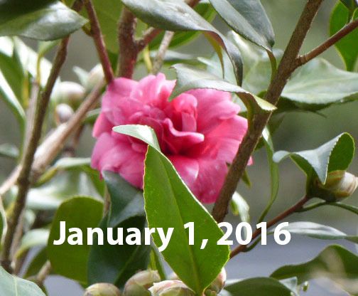 i1066.photobucket.com/albums/u414/turtle-web/misc/house/winter_flowers/1-1-2016_camellia-2_zpstpqrkfrs.jpg