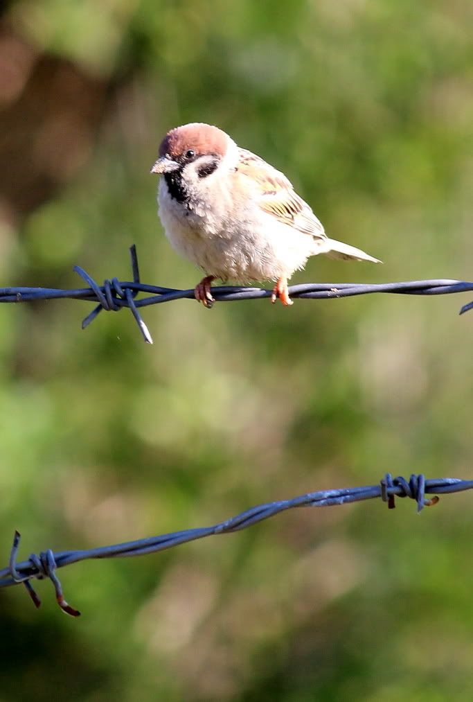 达里诺尔湖--环湖游记三(达里湖南岸、曼陀山、岗更诺尔湖) 达里诺尔湖--环湖游记三(达里湖南岸、曼陀山、岗更诺尔湖)