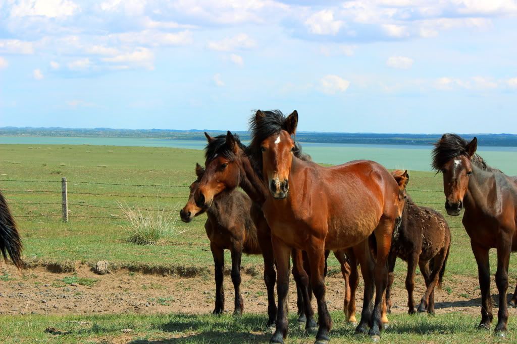 达里诺尔湖--环湖游记二(达里湖西岸、北岸) 达里诺尔湖--环湖游记二(达里湖西岸、北岸)