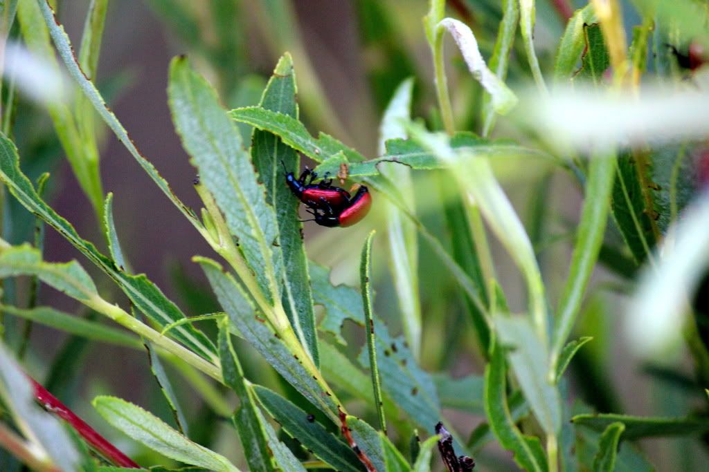 达里诺尔湖--环湖游记三（达里湖南岸、曼陀山、岗更诺尔湖）