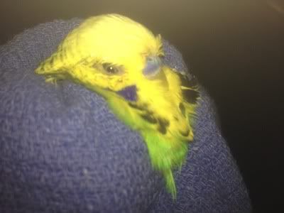 IMG_0003.jpg?t=1343116743