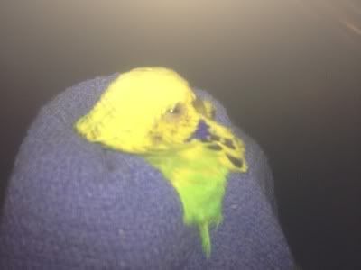 IMG_0004.jpg?t=1343116824