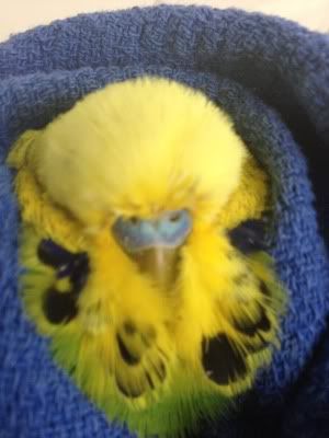 IMG_0012.jpg?t=1343362660