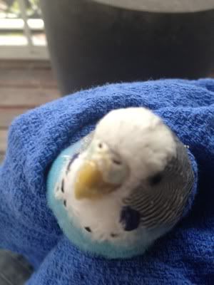 IMG_0017.jpg?t=1343362788