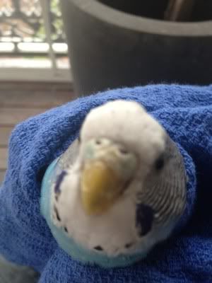 IMG_0018.jpg?t=1343362936