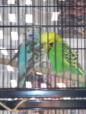 IMG_0421.jpg?t=1336991843