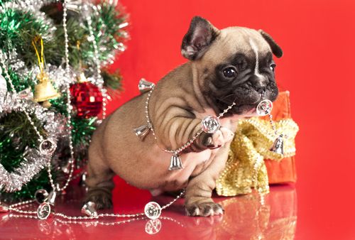 Puppy and Tinsel A Puppy plays with tinsel around the holidays