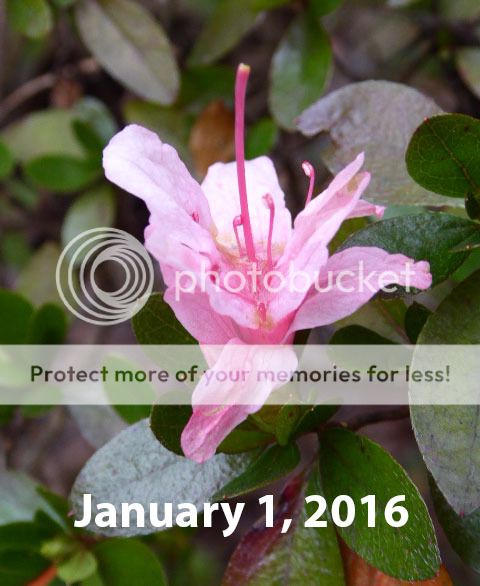i1066.photobucket.com/albums/u414/turtle-web/misc/house/winter_flowers/1-1-2016_azalea-1_zpswizskqrl.jpg