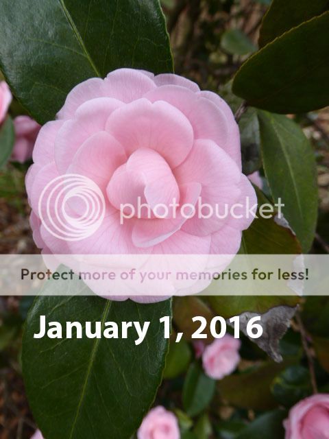 i1066.photobucket.com/albums/u414/turtle-web/misc/house/winter_flowers/1-1-2016_camellia-1_zpshoacocaz.jpg