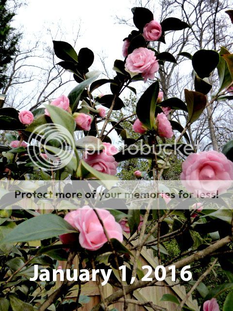 i1066.photobucket.com/albums/u414/turtle-web/misc/house/winter_flowers/1-1-2016_camellia-pink_zpsxbvxbrh6.jpg