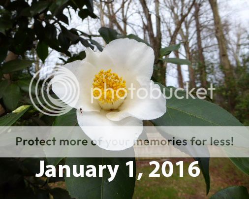 i1066.photobucket.com/albums/u414/turtle-web/misc/house/winter_flowers/1-1-2016_camellia-white_zpsw2mbuz1x.jpg