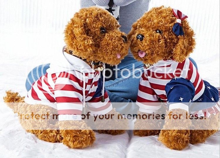 free shipping teddy dog puppy plush toy doll birthday gift for